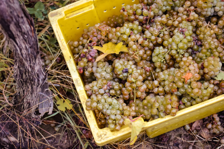 Riesling grapes in lug at Sheldrake Point Winery