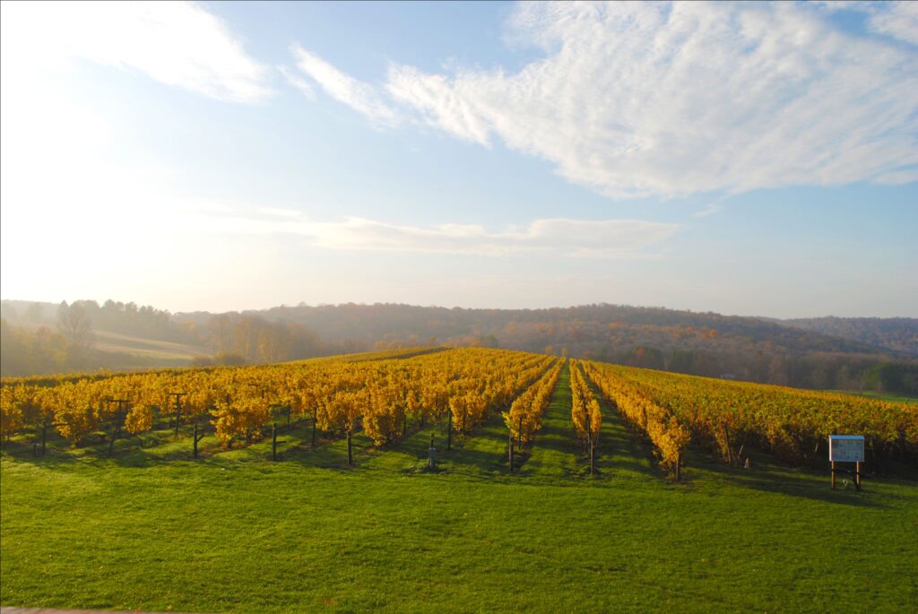 autumn vineyard with bright yellow leaves