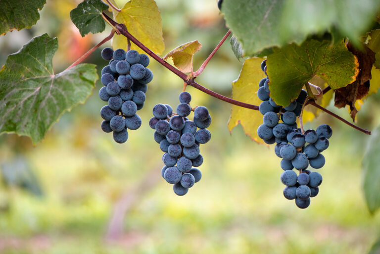 Concord grapes hanging from vine