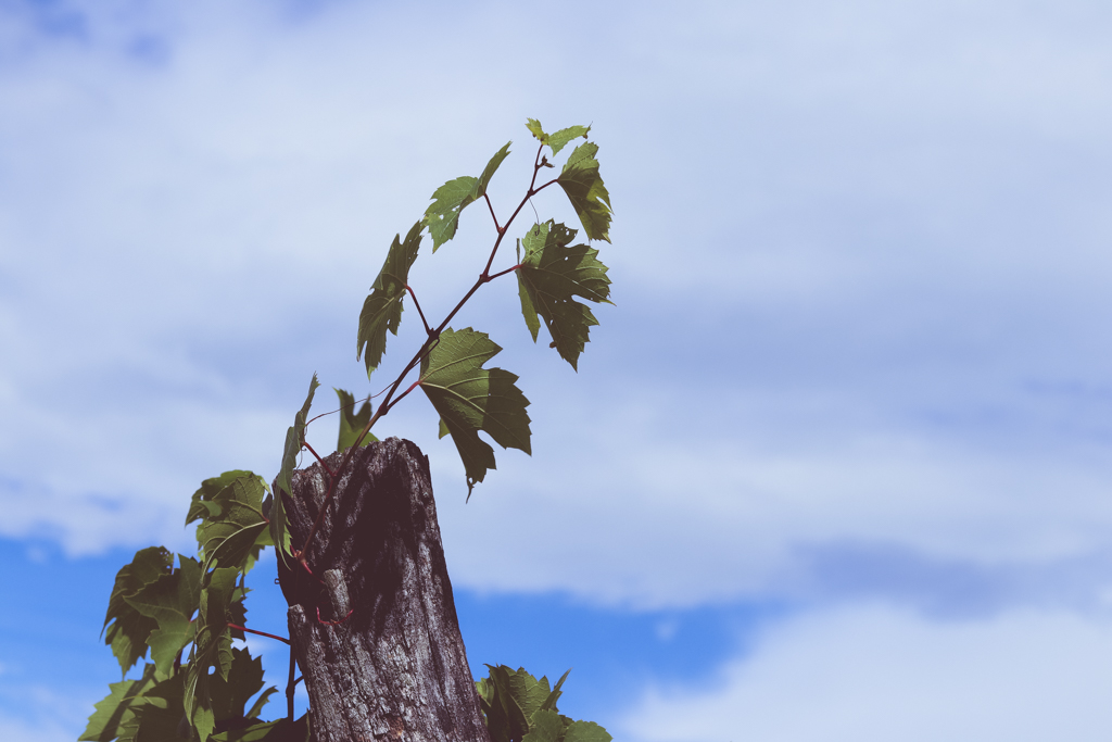 photo of grape vine climbing against background of blue sky and clouds