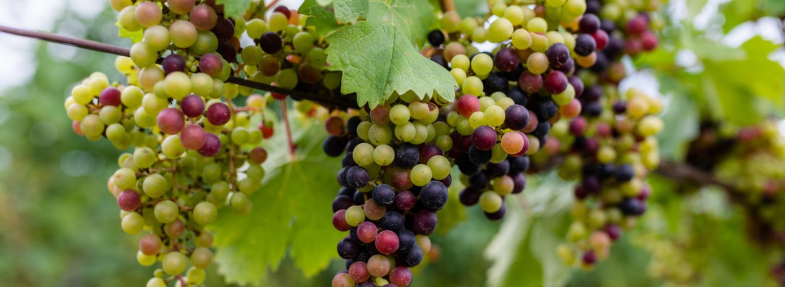 Introduction to Franc New York Wines