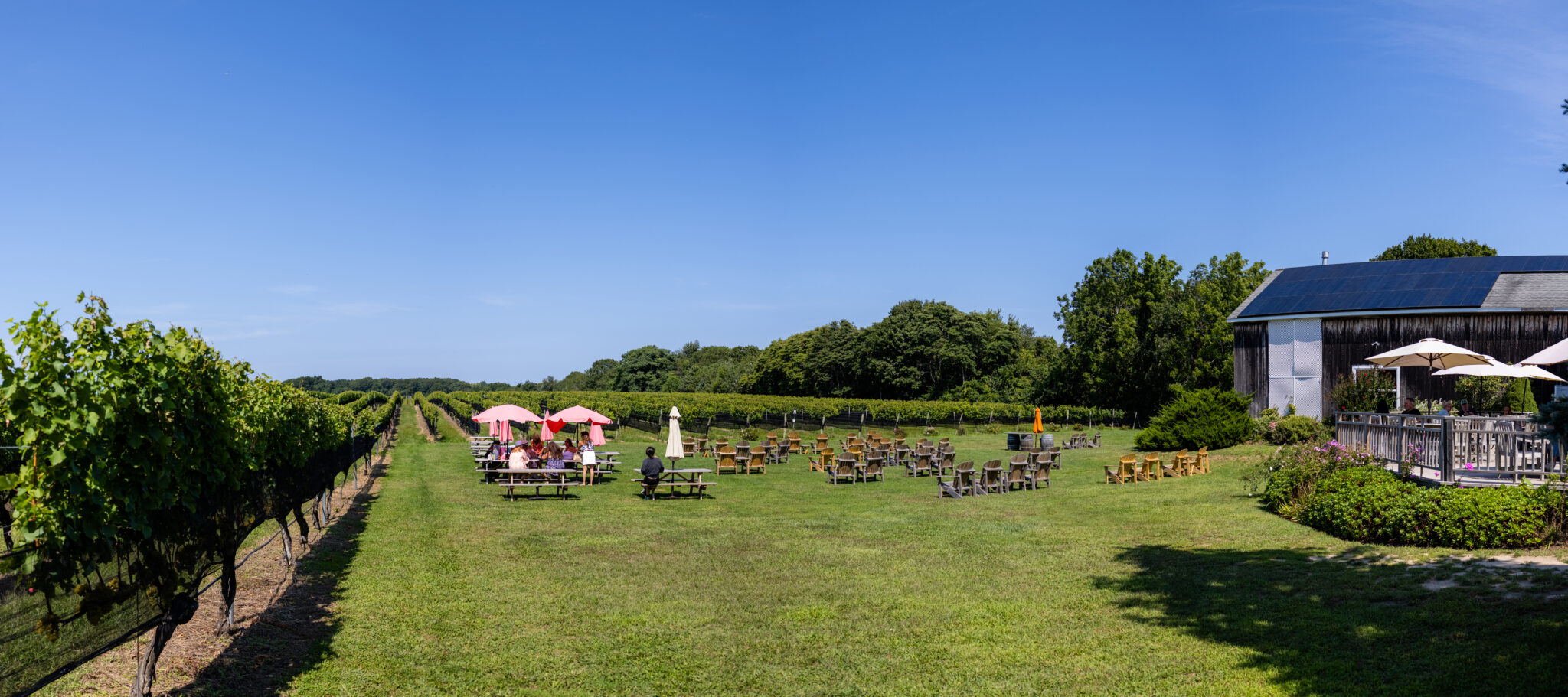 The Sun That Nurtures New York’s Grapes Now Powers Many New York