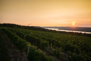 Scenic View of sunset over vineyard at Dr Konstantin Frank on the shores of Keuka Lake