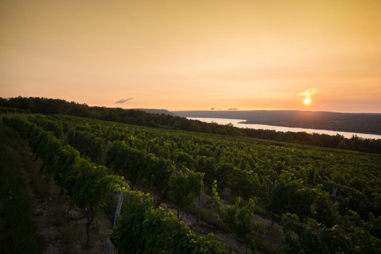 Scenic View of sunset over vineyard at Dr Konstantin Frank on the shores of Keuka Lake